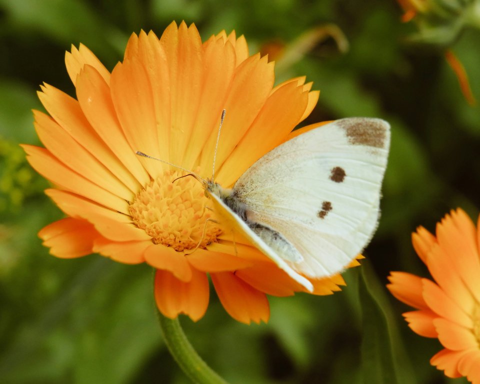 Je kunt nog steeds meedoen met de goudsbloemactie