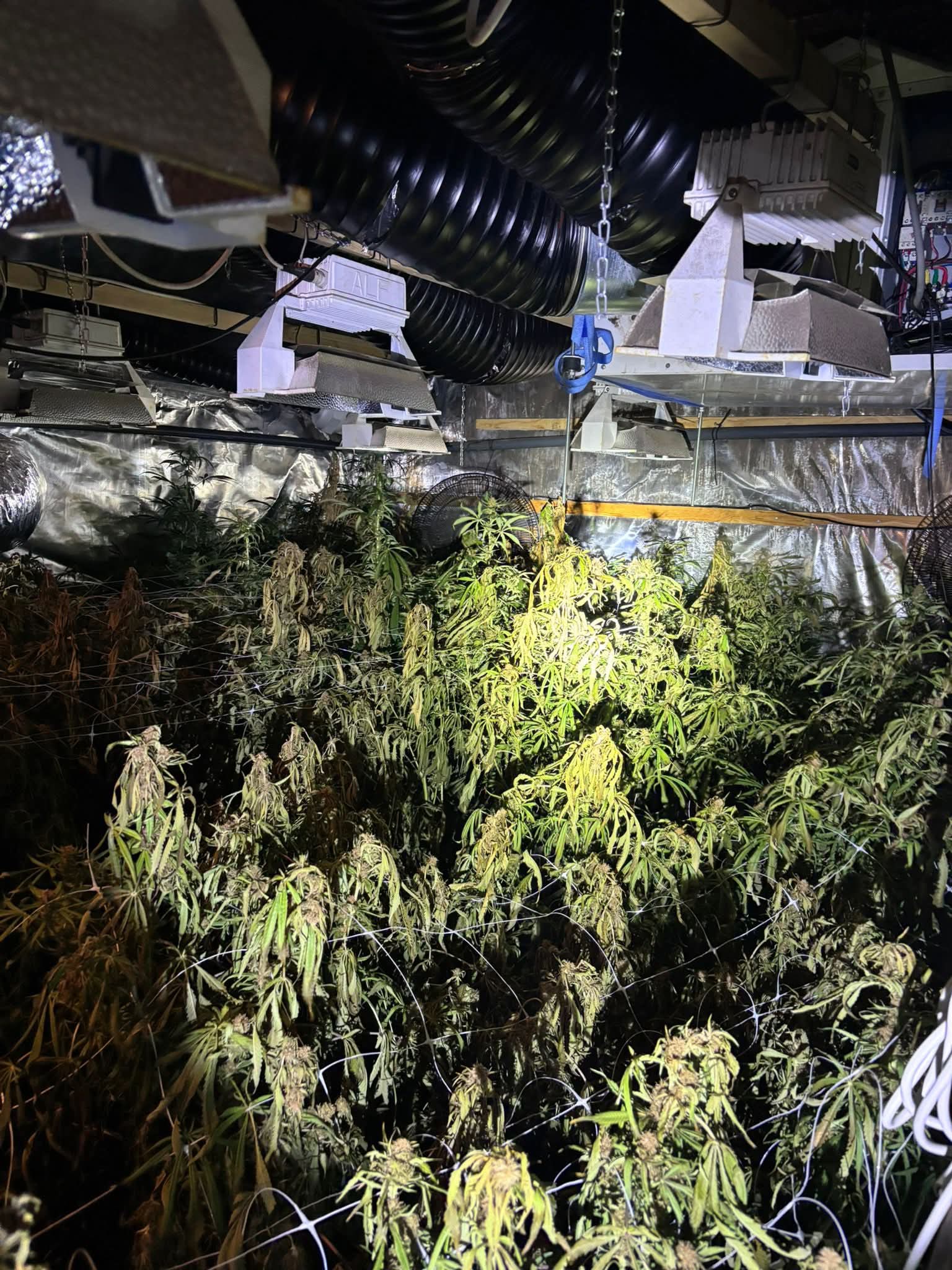🚔🌱 Hennepkwekerij opgerold in Hapert 🌱🚔