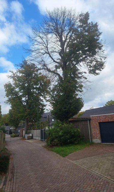 Mooie lindeboom vergiftigd – Het belang van bomen in de wijk en in de openbare ruimte