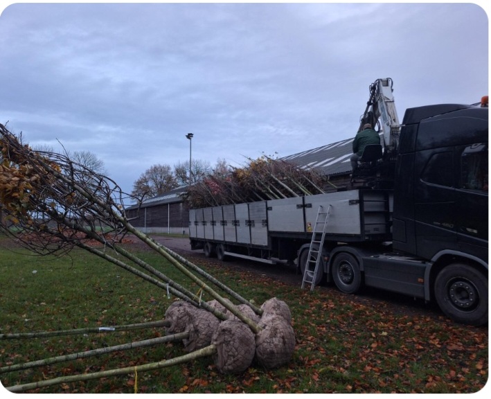 143 nieuwe bomen in gemeente Bladel