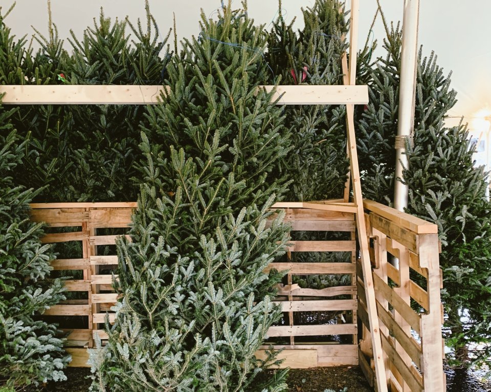 Inzameling kerstbomen